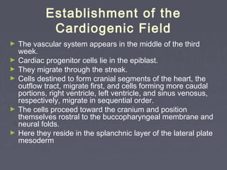 Establishment of the
             Cardiogenic Field
►   The vascular system appears in the middle of the third
    week.
►   Cardiac progenitor cells lie in the epiblast.
►   They migrate through the streak.
►   Cells destined to form cranial segments of the heart, the
    outflow tract, migrate first, and cells forming more caudal
    portions, right ventricle, left ventricle, and sinus venosus,
    respectively, migrate in sequential order.
►   The cells proceed toward the cranium and position
    themselves rostral to the buccopharyngeal membrane and
    neural folds.
►   Here they reside in the splanchnic layer of the lateral plate
    mesoderm
 