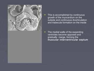 ►   This is accomplished by continuous
    growth of the myocardium on the
    outside and continuous diverticulation
    and trabecula formation on the inside


►   The medial walls of the expanding
    ventricles become apposed and
    gradually merge, forming the
    muscular interventricular septum
 