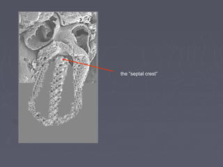 the “septal crest”
 