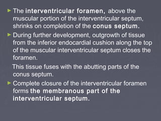 ► The  interventricular foramen, above the
  muscular portion of the interventricular septum,
  shrinks on completion of the conus septum.
► During further development, outgrowth of tissue
  from the inferior endocardial cushion along the top
  of the muscular interventricular septum closes the
  foramen.
 This tissue fuses with the abutting parts of the
  conus septum.
► Complete closure of the interventricular foramen
  forms the membranous part of the
  interventricular septum.
 