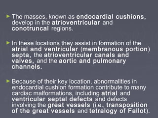 ► The masses, known as endocardial cushions,
  develop in the atrioventricular and
  conotruncal regions.

► Inthese locations they assist in formation of the
  atrial and ventricular (membranous portion )
  septa, the atrioventricular canals and
  valves, and the aortic and pulmonary
  channels.

► Because   of their key location, abnormalities in
  endocardial cushion formation contribute to many
  cardiac malformations, including atrial and
  ventricular septal defects and defects
  involving the great vessels (i.e., transposition
  of the great vessels and tetralogy of Fallot).
 