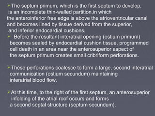 The septum primum, which is the first septum to develop,
 is an incomplete thin-walled partition,in which
the anteroinferior free edge is above the atrioventricular canal
and becomes lined by tissue derived from the superior,
 and inferior endocardial cushions.
 Before the resultant interatrial opening (ostium primum)
  becomes sealed by endocardial cushion tissue, programmed
  cell death in an area near the anterosuperior aspect of
  the septum primum creates small cribriform perforations.

These perforations coalesce to form a large, second interatrial
 communication (ostium secundum) maintaining
 interatrial blood flow.

At this time, to the right of the first septum, an anterosuperior
  infolding of the atrial roof occurs and forms
 a second septal structure (septum secundum).
 