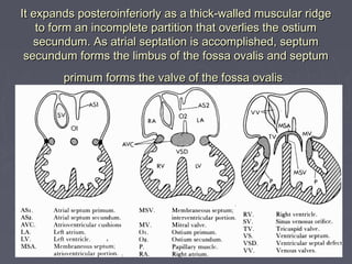 It expands posteroinferiorly as a thick-walled muscular ridge
    to form an incomplete partition that overlies the ostium
   secundum. As atrial septation is accomplished, septum
 secundum forms the limbus of the fossa ovalis and septum
        primum forms the valve of the fossa ovalis
 