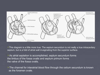 This diagram is a little more true. The septum secundum is not really a true intracavitary
septum, but is a fold of atrial wall invaginating from the superior surface.

As atrial septation is accomplished, septum secundum forms
the limbus of the fossa ovalis and septum primum forms
the valve of the fossa ovalis.

The channel for interatrial blood flow through the ostium secundum is known
 as the foramen ovale.
 
