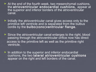 ►   At the end of the fourth week, two mesenchymal cushions,
    the atrioventricular endocardial cushions, appear at
    the superior and inferior borders of the atrioventricular
    canal.

►   Initially the atrioventricular canal gives access only to the
    primitive left ventricle and is separated from the bulbus
    cordis by the bulbo(cono)ventricular flange.

►    Since the atrioventricular canal enlarges to the right, blood
     passing through the atrioventricular orifice now has direct
    access to the primitive left as well as the primitive right
     ventricle.

►   In addition to the superior and inferior endocardial
    cushions, the two lateral atrioventricular cushions
    appear on the right and left borders of the canal.
 