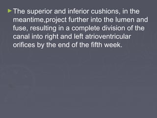 ► The  superior and inferior cushions, in the
 meantime,project further into the lumen and
 fuse, resulting in a complete division of the
 canal into right and left atrioventricular
 orifices by the end of the fifth week.
 