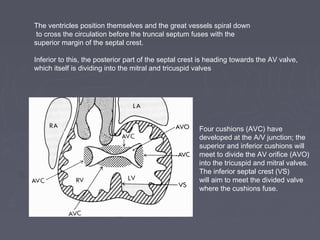 The ventricles position themselves and the great vessels spiral down
 to cross the circulation before the truncal septum fuses with the
superior margin of the septal crest.

Inferior to this, the posterior part of the septal crest is heading towards the AV valve,
which itself is dividing into the mitral and tricuspid valves




                                                       Four cushions (AVC) have
                                                       developed at the A/V junction; the
                                                       superior and inferior cushions will
                                                       meet to divide the AV orifice (AVO)
                                                       into the tricuspid and mitral valves.
                                                       The inferior septal crest (VS)
                                                       will aim to meet the divided valve
                                                       where the cushions fuse.
 