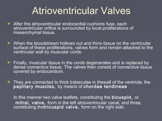Atrioventricular Valves
►   After the atrioventricular endocardial cushions fuse, each
    atrioventricular orifice is surrounded by local proliferations of
    mesenchymal tissue.

►   When the bloodstream hollows out and thins tissue on the ventricular
    surface of these proliferations, valves form and remain attached to the
    ventricular wall by muscular cords.

►   Finally, muscular tissue in the cords degenerates and is replaced by
    dense connective tissue. The valves then consist of connective tissue
    covered by endocardium.

►   They are connected to thick trabeculae in thewall of the ventricle, the
    papillary muscles, by means of chordae tendineae

    In this manner two valve leaflets, constituting the bicuspid, or
     mitral, valve, form in the left atrioventricular canal, and three,
    constituting thetricuspid valve, form on the right side.
 