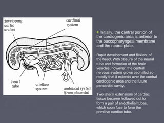 ►Initially,
          the central portion of
the cardiogenic area is anterior to
the buccopharyngeal membrane
and the neural plate.

Rapid development and flexion of
the head, With closure of the neural
tube and formation of the brain
vesicles, however, the central
nervous system grows cephalad so
rapidly that it extends over the central
cardiogenic area and the future
pericardial cavity.

Two lateral extensions of cardiac
tissue become hollowed out to
form a pair of endothelial tubes,
which soon fuse to form the
primitive cardiac tube.
 