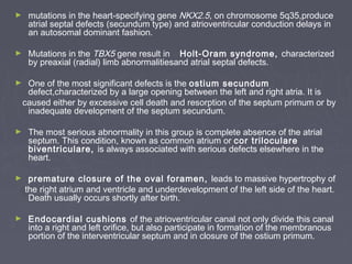 ►    mutations in the heart-specifying gene NKX2.5, on chromosome 5q35,produce
     atrial septal defects (secundum type) and atrioventricular conduction delays in
     an autosomal dominant fashion.

►    Mutations in the TBX5 gene result in Holt-Oram syndrome, characterized
     by preaxial (radial) limb abnormalitiesand atrial septal defects.

►    One of the most significant defects is the ostium secundum
     defect,characterized by a large opening between the left and right atria. It is
    caused either by excessive cell death and resorption of the septum primum or by
     inadequate development of the septum secundum.

►    The most serious abnormality in this group is complete absence of the atrial
     septum. This condition, known as common atrium or cor triloculare
     biventriculare, is always associated with serious defects elsewhere in the
     heart.

►    premature closure of the oval foramen, leads to massive hypertrophy of
    the right atrium and ventricle and underdevelopment of the left side of the heart.
     Death usually occurs shortly after birth.

►    Endocardial cushions of the atrioventricular canal not only divide this canal
     into a right and left orifice, but also participate in formation of the membranous
     portion of the interventricular septum and in closure of the ostium primum.
 