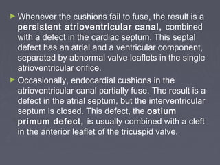 ► Whenever    the cushions fail to fuse, the result is a
  persistent atrioventricular canal, combined
  with a defect in the cardiac septum. This septal
  defect has an atrial and a ventricular component,
  separated by abnormal valve leaflets in the single
  atrioventricular orifice.
► Occasionally, endocardial cushions in the
  atrioventricular canal partially fuse. The result is a
  defect in the atrial septum, but the interventricular
  septum is closed. This defect, the ostium
  primum defect, is usually combined with a cleft
  in the anterior leaflet of the tricuspid valve.
 