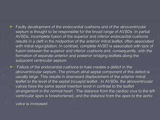 ►   Faulty development of the endocardial cushions and of the atrioventricular
    septum is thought to be responsible for the broad range of AVSDs. In partial
    AVSDs, incomplete fusion of the superior and inferior endocardial cushions
    results in a cleft in the midportion of the anterior mitral leaflet, often associated
    with mitral regurgitation. In contrast, complete AVSD is associated with lack of
    fusion between the superior and inferior cushions and, consequently, with the
    formation of separate anterior and posterior bridging leaflets along the
    subjacent ventricular septum
►    Failure of the endocardial cushions to fuse creates a defect in the
    atrioventricular septum. The primum atrial septal component of this defect is
    usually large. This results in downward displacement of the anterior mitral
    leaflet to the level of the septal tricuspid leaflet . In AVSDs, the atrioventricular
    valves have the same septal insertion level in contrast to the leaflet
    arrangement in the normal heart . The distance from the cardiac crux to the left
    ventricular apex is foreshortened, and the distance from the apex to the aortic
    valve is increased
 