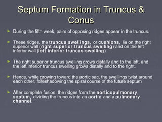 Septum Formation in Truncus &
                Conus
►   During the fifth week, pairs of opposing ridges appear in the truncus.

►   These ridges, the truncus swellings, or cushions, lie on the right
    superior wall (right superior truncus swelling ) and on the left
    inferior wall (left inferior truncus swelling )

►   The right superior truncus swelling grows distally and to the left, and
    the left inferior truncus swelling grows distally and to the right.

►   Hence, while growing toward the aortic sac, the swellings twist around
    each other, foreshadowing the spiral course of the future septum

►   After complete fusion, the ridges form the aorticopulmonary
    septum, dividing the truncus into an aortic and a pulmonary
    channel.
 