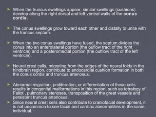 ►   When the truncus swellings appear, similar swellings (cushions)
    develop along the right dorsal and left ventral walls of the conus
    cordis.

►   The conus swellings grow toward each other and distally to unite with
    the truncus septum.

►   When the two conus swellings have fused, the septum divides the
    conus into an anterolateral portion (the ouflow tract of the right
    ventricle) and a posteromedial portion (the outflow tract of the left
    ventricle).

►   Neural crest cells, migrating from the edges of the neural folds in the
    hindbrain region, contribute to endocardial cushion formation in both
    the conus cordis and truncus arteriosus.

► Abnormal migration, proliferation, or differentiation of these cells
  results in congenital malformations in this region, such as tetralogy of
  Fallot , pulmonary stenoses, transposition of the great vessels and
  persistent truncus arteriosus.
► Since neural crest cells also contribute to craniofacial development, it
  is not uncommon to see facial and cardiac abnormalities in the same
  individual.
 