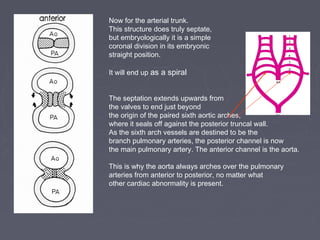 Now for the arterial trunk.
This structure does truly septate,
but embryologically it is a simple
coronal division in its embryonic
straight position.

It will end up as a spiral


The septation extends upwards from
the valves to end just beyond
the origin of the paired sixth aortic arches,
where it seals off against the posterior truncal wall.
As the sixth arch vessels are destined to be the
branch pulmonary arteries, the posterior channel is now
the main pulmonary artery. The anterior channel is the aorta.

This is why the aorta always arches over the pulmonary
arteries from anterior to posterior, no matter what
other cardiac abnormality is present.
 