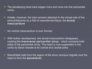 ►   The developing heart tube bulges more and more into the pericardial
    cavity.

►   Initially, however, the tube remains attached to the dorsal side of the
    pericardialcavity by a fold of mesodermal tissue, the dorsal
    mesocardium

   No ventral mesocardium is ever formed

►   With further development, the dorsal mesocardium disappears,
    creating the transverse pericardial sinus, which connects both
    sides of the pericardial cavity. The heart is now suspended in the
    cavity by blood vessels at its cranial and caudal poles

►   Mesothelial cells from the region of the sinus venosus migrate over the
    heart to form the epicardium.
 