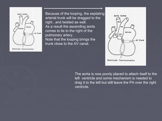 Because of the looping, the septating
arterial trunk will be dragged to the
right , and twisted as well.
As a result the ascending aorta
comes to lie to the right of the
pulmonary artery.
Note that the looping brings the
trunk close to the AV canal.




                  The aorta is now poorly placed to attach itself to the
                  left ventricle and some mechanism is needed to
                  drag it to the left but still leave the PA over the right
                  ventricle.
 
