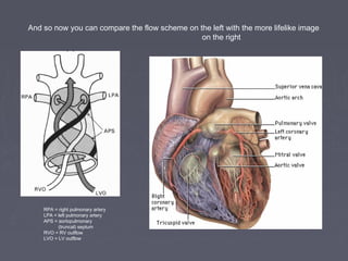 And so now you can compare the flow scheme on the left with the more lifelike image
                                               on the right




    RPA = right pulmonary artery
    LPA = left pulmonary artery
    APS = aortopulmonary
          (truncal) septum
    RVO = RV outflow
    LVO = LV outflow
 