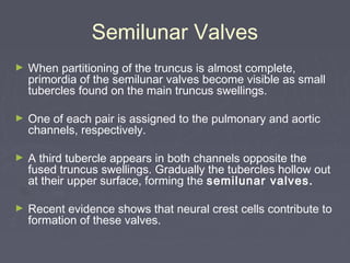 Semilunar Valves
►   When partitioning of the truncus is almost complete,
    primordia of the semilunar valves become visible as small
    tubercles found on the main truncus swellings.

►   One of each pair is assigned to the pulmonary and aortic
    channels, respectively.

►   A third tubercle appears in both channels opposite the
    fused truncus swellings. Gradually the tubercles hollow out
    at their upper surface, forming the semilunar valves.

►   Recent evidence shows that neural crest cells contribute to
    formation of these valves.
 