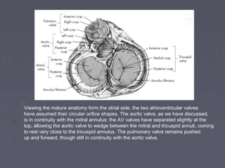 Viewing the mature anatomy form the atrial side, the two atrioventricular valves
have assumed their circular orifice shapes. The aortic valve, as we have discussed,
is in continuity with the mitral annulus: the AV valves have separated slightly at the
top, allowing the aortic valve to wedge between the mitral and tricuspid annuli, coming
to rest very close to the tricuspid annulus. The pulmonary valve remains pushed
up and forward, though still in continuity with the aortic valve.
 