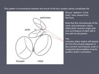 This pattern of connections between the annuli of the four cardiac valves constitutes the
                                                                fibrous “skeleton” of the
                                                                heart, here viewed from
                                     pulmonary                  the front.

                                                                Note that the commissures of the
                                                                aortic and pulmonary valves
                                                                reflect their common origin with
                        aortic
                                                                one commissure of each still in
                                                                line with its old partner.

                                                                The
                                                                coronary artery origins will always
                                                                be from the sinuses adjacent to
                                                                the common commissure, even in
                                                                congenital abnormalities of aortic
                                                                position and/or connection.



            tricuspid              mitral
 