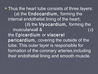 ► Thus  the heart tube consists of three layers:
     (a) the Endocardium, forming the
 internal endothelial lining of the heart;
           (b) the Myocardium, forming the
    muscularwall &                           ( c)
 the Epicardium or visceral
 pericardium, covering the outside of the
 tube. This outer layer is responsible for
 formation of the coronary arteries,including
 their endothelial lining and smooth muscle.
 