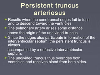 Persistent truncus
              arteriosus
► Results  when the conotruncal ridges fail to fuse
  and to descend toward the ventricles
► The pulmonary artery arises some distance
 above the origin of the undivided truncus.
► Since the ridges also participate in formation of the
  interventricular septum, the persistent truncus is
  always
 accompanied by a defective interventricular
  septum.
► The undivided truncus thus overrides both
  ventricles and receives blood from both sides.
 