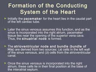 Formation of the Conducting
        System of the Heart
►   Initially the pacemaker for the heart lies in the caudal part
    of the left cardiac tube.

►   Later the sinus venosus assumes this function, and as the
    sinus is incorporated into the right atrium, pacemaker
    tissue lies near the opening of the superior vena cava.
    Thus, the sinuatrial node is formed.

►   The atrioventricular node and bundle (bundle of
    His) are derived from two sources: (a) cells in the left wall
    of the sinus venosus, and (b) cells from the atrioventricular
    canal.

►   Once the sinus venosus is incorporated into the right
    atrium, these cells lie in their final position at the base of
    the interatrial septum.
 