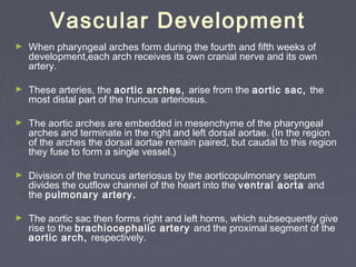Vascular Development
►   When pharyngeal arches form during the fourth and fifth weeks of
    development,each arch receives its own cranial nerve and its own
    artery.

►   These arteries, the aortic arches, arise from the aortic sac, the
    most distal part of the truncus arteriosus.

►   The aortic arches are embedded in mesenchyme of the pharyngeal
    arches and terminate in the right and left dorsal aortae. (In the region
    of the arches the dorsal aortae remain paired, but caudal to this region
    they fuse to form a single vessel.)

►   Division of the truncus arteriosus by the aorticopulmonary septum
    divides the outflow channel of the heart into the ventral aorta and
    the pulmonary artery.

►   The aortic sac then forms right and left horns, which subsequently give
    rise to the brachiocephalic artery and the proximal segment of the
    aortic arch, respectively.
 