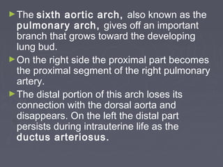 ► The  sixth aortic arch, also known as the
  pulmonary arch, gives off an important
  branch that grows toward the developing
  lung bud.
► On the right side the proximal part becomes
  the proximal segment of the right pulmonary
  artery.
► The distal portion of this arch loses its
  connection with the dorsal aorta and
  disappears. On the left the distal part
  persists during intrauterine life as the
  ductus arteriosus.
 