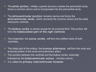 ►   The atrial portion, initially a paired structure outside the pericardial cavity,
    forms a common atrium and is incorporated into the pericardial cavity

►   The atrioventricular junction remains narrow and forms the
    atrioventricular canal, which connects the common atrium and the early
    embryonic ventricle.

►   The bulbus cordis is narrow except for its proximal third. This portion will
    form the trabeculated part of the right ventricle

►   The midportion, the conus cordis, will form the outflow tracts of both
    ventricles.

► The distal part of the bulbus, the truncus arteriosus, will form the roots and
  proximal portion of the aorta and pulmonary artery
► The junction between the ventricle and the bulbus cordis, externally
  indicated by the bulboventricular sulcus , remains narrow.
► It is called the primary interventricular foramen
 