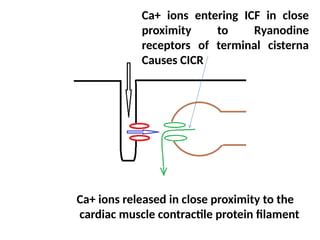 Cardiac excitation contraction coupling.pptx
