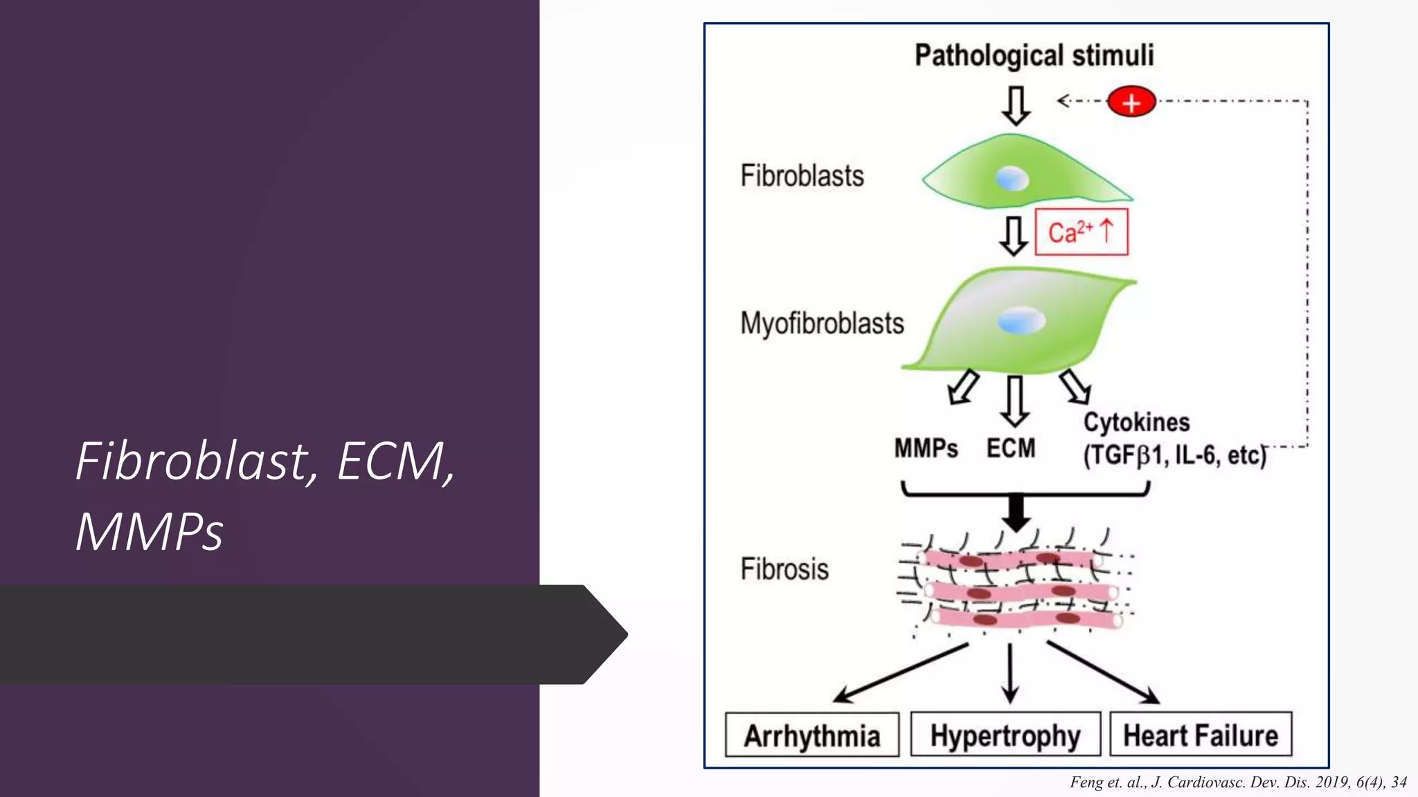 Cardiac Fibrosis – A Comprehensive Overview of Mechanisms, Tools and ...