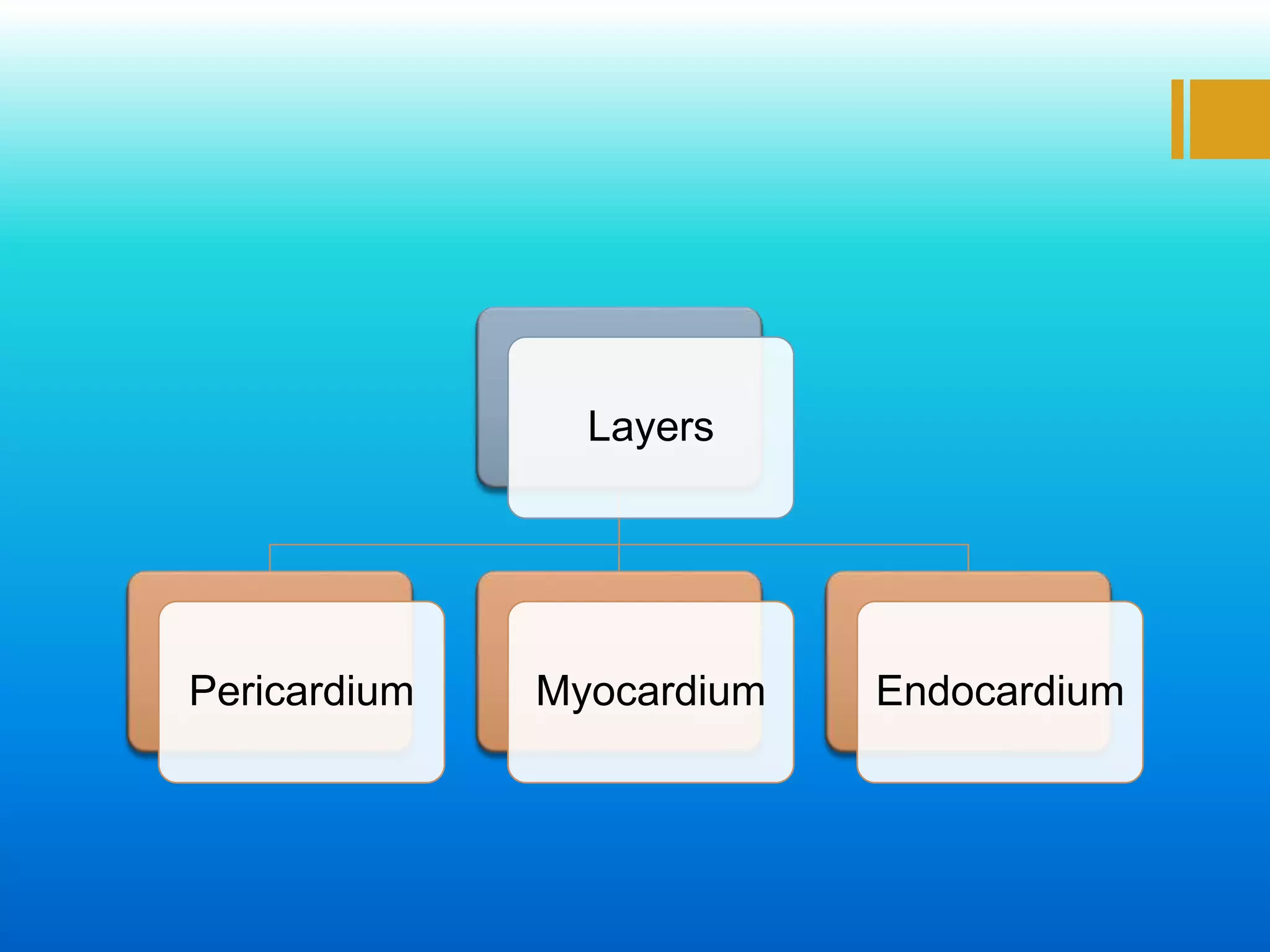 Layers
Pericardium Myocardium Endocardium
 