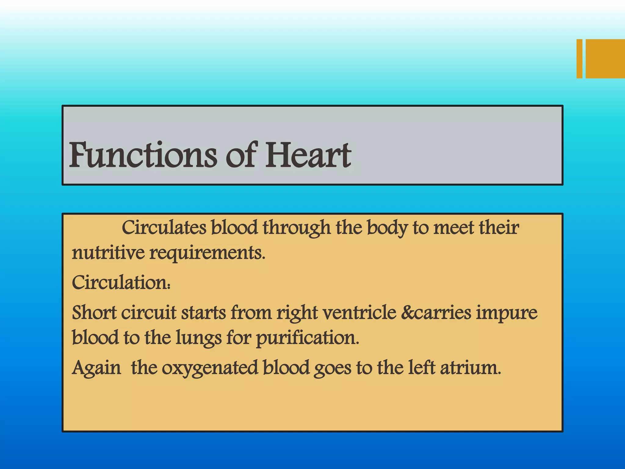 Functions of Heart
Circulates blood through the body to meet their
nutritive requirements.
Circulation:
Short circuit starts from right ventricle &carries impure
blood to the lungs for purification.
Again the oxygenated blood goes to the left atrium.
 