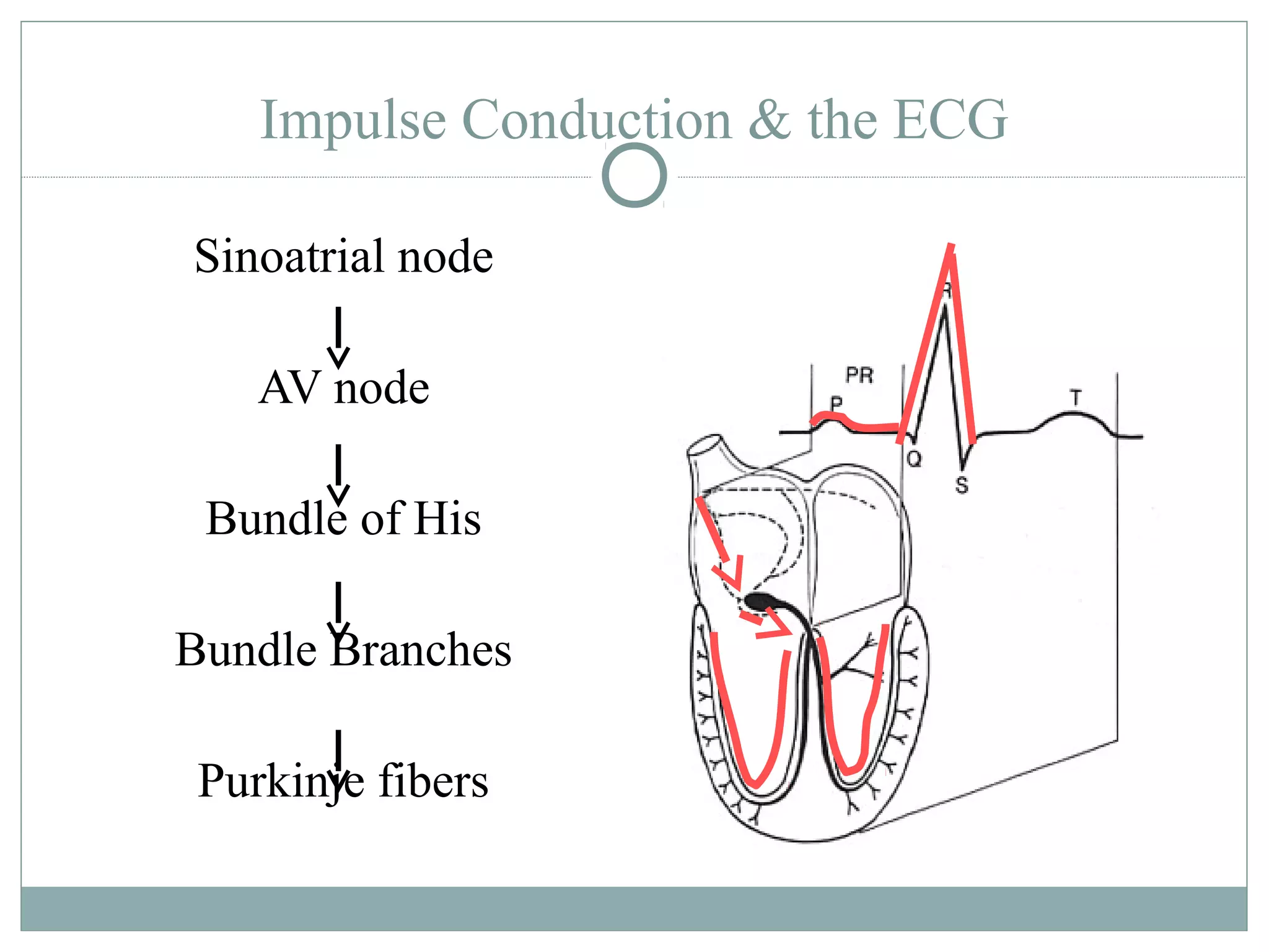Impulse Conduction & the ECG
Sinoatrial node
AV node
Bundle of His
Bundle Branches
Purkinje fibers
 