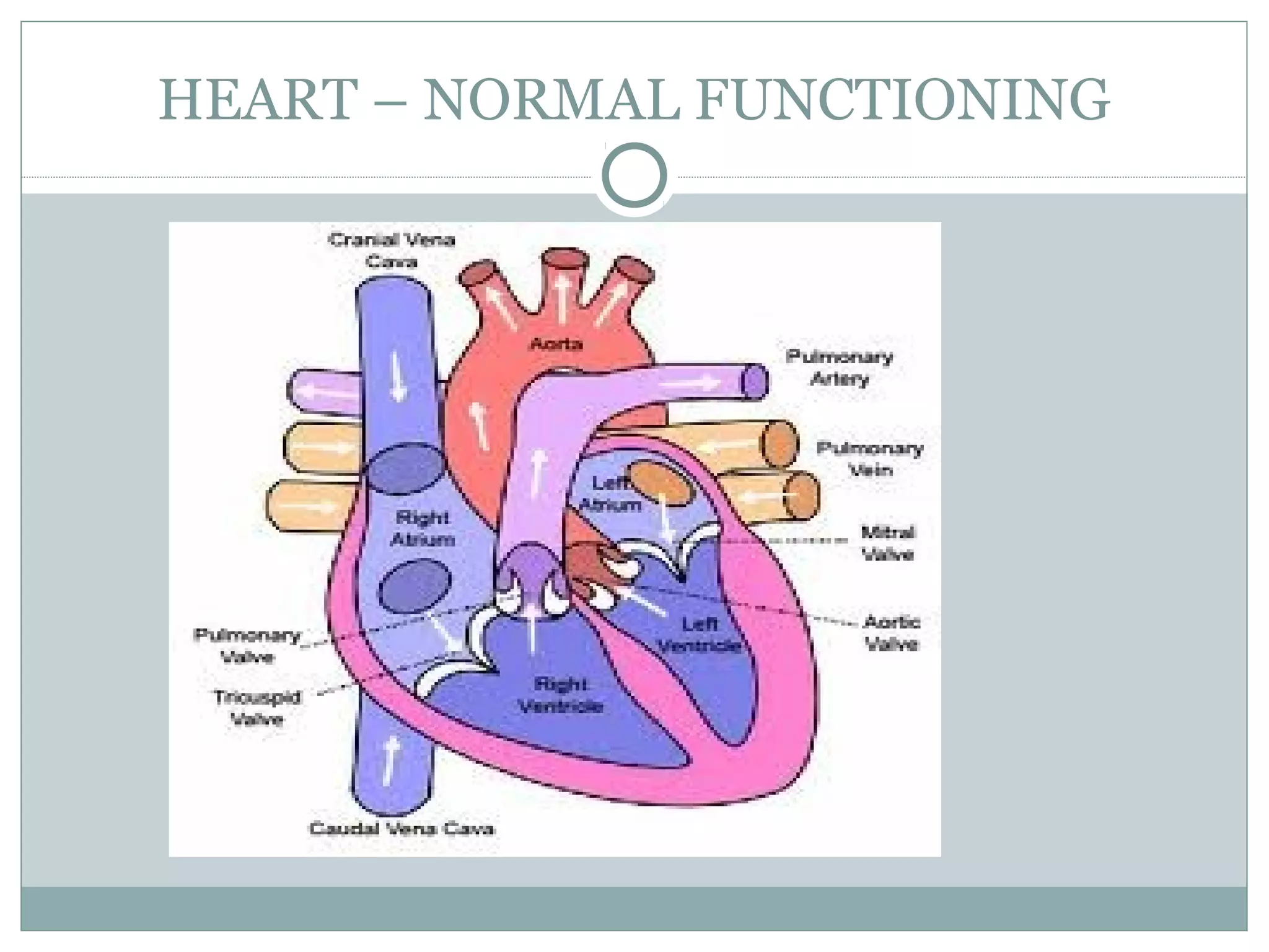 HEART – NORMAL FUNCTIONING
 
