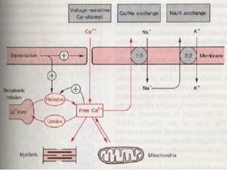 1313
Image from Rang and Dale
Showing entry and exit of ions
 