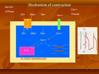 33
Mechanism of contractionMechanism of contraction
3Na+2K+ Ca++
A
T
P
Na+
Na+3Na+2K+ Ca++
Ca++
S.R.
PLASMA MEMBRAINE
Na+/K+
ATPase
Ca++
Chanal
 