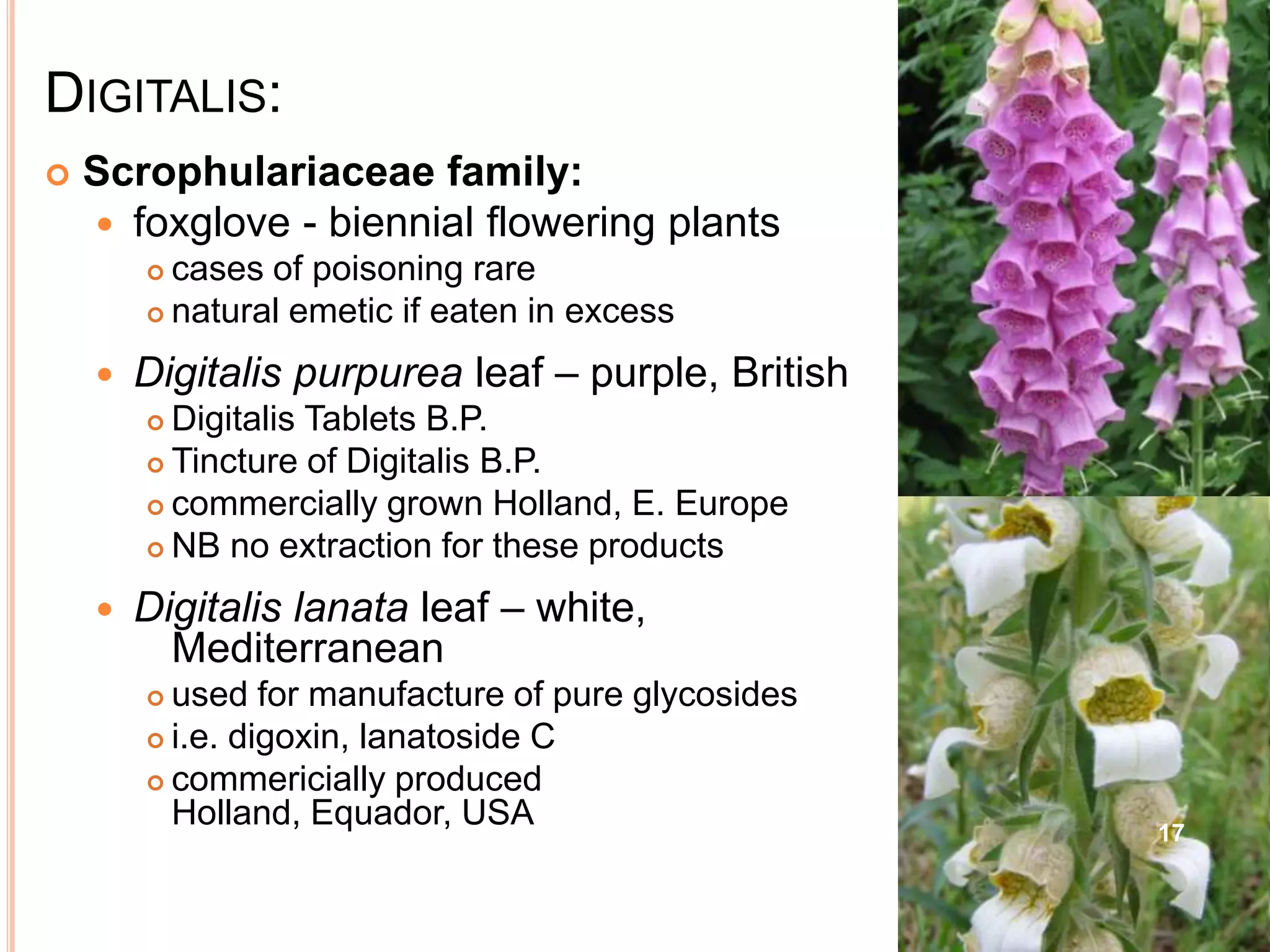 DIGITALIS:
 Scrophulariaceae family:
 foxglove - biennial flowering plants
 cases of poisoning rare
 natural emetic if eaten in excess
 Digitalis purpurea leaf – purple, British
 Digitalis Tablets B.P.
 Tincture of Digitalis B.P.
 commercially grown Holland, E. Europe
 NB no extraction for these products
 Digitalis lanata leaf – white,
Mediterranean
 used for manufacture of pure glycosides
 i.e. digoxin, lanatoside C
 commericially produced
Holland, Equador, USA 17
 