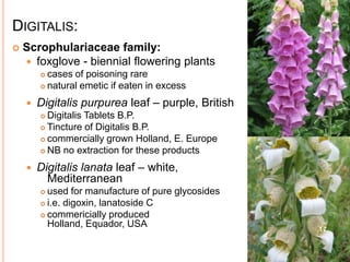 DIGITALIS:
 Scrophulariaceae family:
 foxglove - biennial flowering plants
 cases of poisoning rare
 natural emetic if eaten in excess
 Digitalis purpurea leaf – purple, British
 Digitalis Tablets B.P.
 Tincture of Digitalis B.P.
 commercially grown Holland, E. Europe
 NB no extraction for these products
 Digitalis lanata leaf – white,
Mediterranean
 used for manufacture of pure glycosides
 i.e. digoxin, lanatoside C
 commericially produced
Holland, Equador, USA 17
 