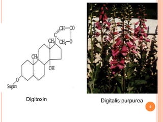 Digitalis purpureaDigitoxin
9
 