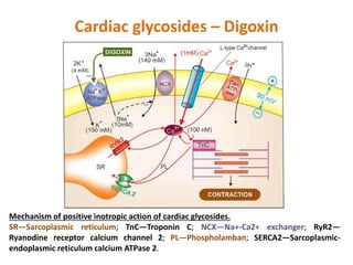 Cardiac glycosides – Digoxin
Mechanism of positive inotropic action of cardiac glycosides.
SR—Sarcoplasmic reticulum; TnC—Troponin C; NCX—Na+-Ca2+ exchanger; RyR2—
Ryanodine receptor calcium channel 2; PL—Phospholamban; SERCA2—Sarcoplasmic-
endoplasmic reticulum calcium ATPase 2.
 