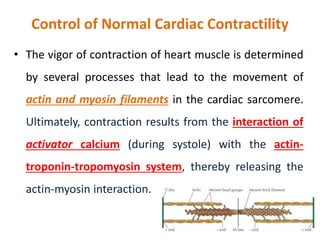 Control of Normal Cardiac Contractility
• The vigor of contraction of heart muscle is determined
by several processes that lead to the movement of
actin and myosin filaments in the cardiac sarcomere.
Ultimately, contraction results from the interaction of
activator calcium (during systole) with the actin-
troponin-tropomyosin system, thereby releasing the
actin-myosin interaction.
 