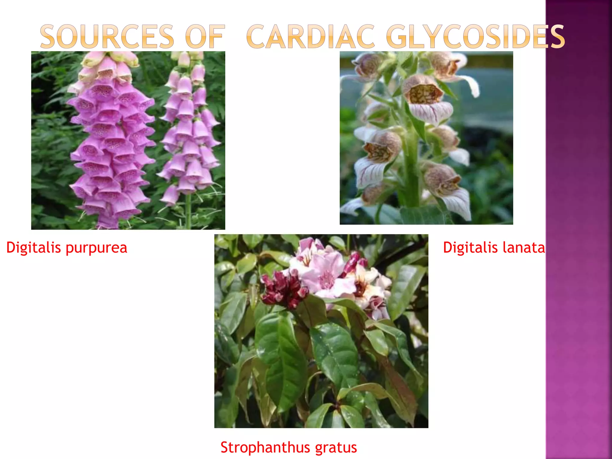 Digitalis purpurea Digitalis lanata
Strophanthus gratus
 