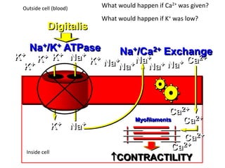 Na+
K+
K+
Na+
Na+ Ca2+
Ca2+
Na+/K+ ATPase Na+/Ca2+ Exchange
Myofilaments
CONTRACTILITY
Digitalis
K+
K+
K+ K+
Inside cell
Outside cell (blood)
Na+
Na+
Na+
Na+
Ca2+
Ca2+
Ca2+
What would happen if Ca2+ was given?
What would happen if K+ was low?
 