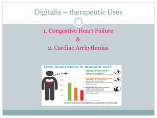Digitalis – therapeutic Uses
1. Congestive Heart Failure
&
2. Cardiac Arrhythmias
 