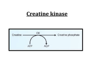 Creatine	kinase
 