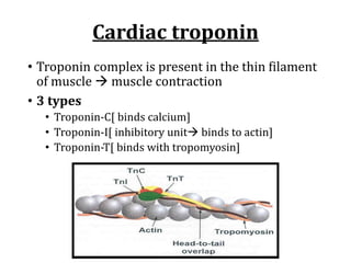 • Troponin	complex	is	present	in	the	thin	filament	
of	muscle	à muscle	contraction
• 3	types
• Troponin-C[	binds	calcium]
• Troponin-I[	inhibitory	unità binds	to	actin]
• Troponin-T[	binds	with	tropomyosin]
Cardiac	troponin
 