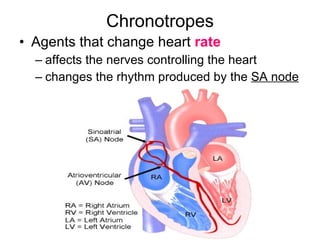 Chronotropes Agents that change heart  rate affects the nerves controlling the heart changes the rhythm produced by the  SA node 